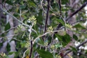 Clove tree, Bali Tirtagangga Indonesia